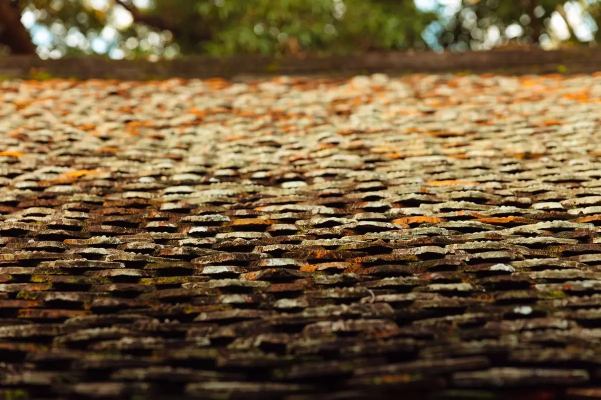 Moss growing on an aging asphalt shingle roof in Modesto, CA